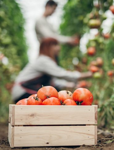 ProduceHarvest1